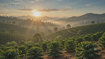Coffee Beans (500 grams)